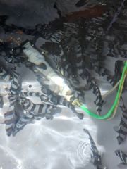 [통영에메랄드호]  5짜 4짜  벤치  마릿수 돌돔 공격 시작 ~ 사진