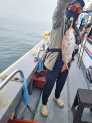 참돔낚시 타이라바조황