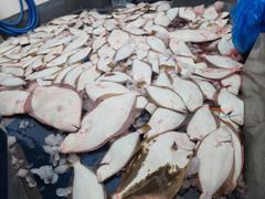 8월9일(토) 광어 조황입니다 사진
