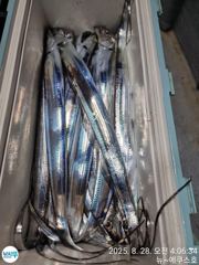 <진해안골에쿠스호>칼치 줄줄~~3,4지만쿨!!!