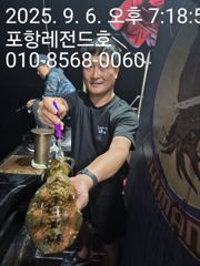 선상무늬오징어 사진