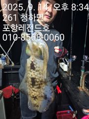 선상 무늬오징어. 팁런 사진