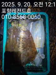 선상 무늬오징어 팁런 사진