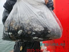 10월 3일 갑오징어조황 사진