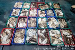 10월 10일 오성스타호 갑오징어 조황~ 사진