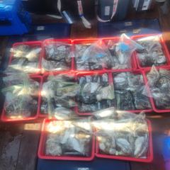 10월 11일(토요일)갑오징어.쭈꾸미낚시조황