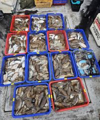 2025년 10월11일 갑오징어 조황 사진