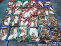 10월 12일 오성스타호 갑오징어 조황~ 사진
