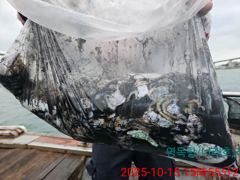 10월15일 갑오징어조황 사진