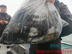 10월17일 갑오징어조황 사진