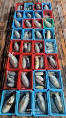23일 무늬 키로 무시급 바구니로 깔았습니다. 사진