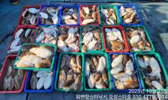 10.25 회변항 오성스타호 갑오징어조황~^^ 꿀렁꿀렁 사진