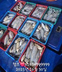 무늬오징어 아직도 잘 나와요 사진