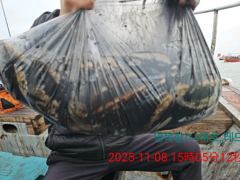 11월8일 대사리 갑오징어조황 사진