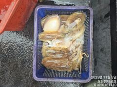 11/8일 오천대물호 갑오징어 다녀왔습니다 사진