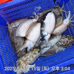 여수 투에스호 11월 15일 조황