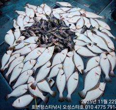 11.22 회변항 오성스타호 광어다운샷 조황~^^ 사진