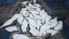 11월22일(토) 홍원항 타이탄호 광어다운샷 조황!!!