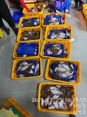 12월 27일 거진항 어구 가자미 연 날렷습니다. 밴도와서 보세요 영상