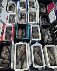12월 27일 방포항 천일호 우럭침선 조황 사진