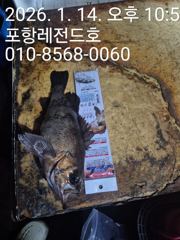 선상볼락 사진