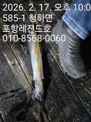 선상한치 사진