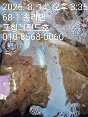 선상 참가자미. 도다리 사진