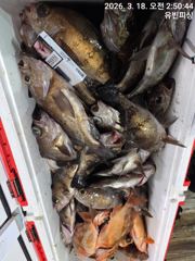 ???? [유빈피싱] 토요일 "왕사미" 뽈락 출조 조사님 모집! ???? 사진