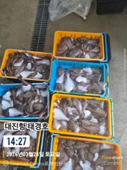 어구가자미.황열기 사진
