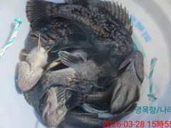 우럭낚시 다녀왔습니다 (3월28일 10명) 사진