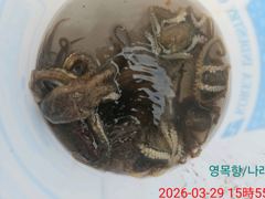 봄쭈꾸미낚시 탐사출조 다녀왔습니다  (3월29일 7명) 사진