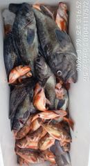 진도제이제이 3월29일 돼지우럭.왕열기 쿨러가득 도전 조황입니다
