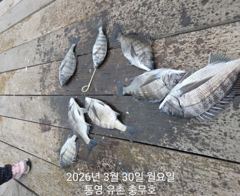 유촌 충무호 감성돔 철수조황입니다 내일자리널널합니다