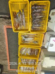 4월11일 한치 탐사 조항입니다‼️