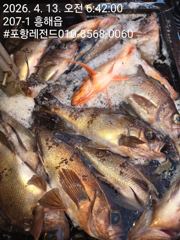 선상왕볼락왕열기 사진