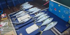 [부산 유강피싱] 유강호 주간 부시리 야간 한치 조황 홍보이미지 사진