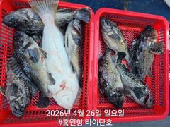 4월26일(일) [홍원항타이탄호] 생새우외수질 조황정보!!!