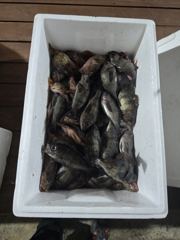 산다라호 선상낚시 조황 사진