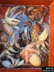 준원도권 문어 조황