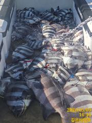 5월 9일 돌돔 조황입니다 사진