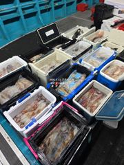 [통영대교피싱]연일 한치 마릿수 새기록~ 금토자리여유 사진