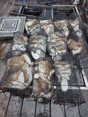 오늘의조황 - 5월7일 갑오징어조황 - 제주 창인호 사진