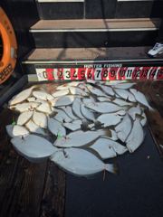 삼길포 헌터호 5/25 광어우럭 조황 사진