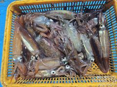 화살촉 오징어 탐사 조황