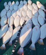 광어조황 글만 보기