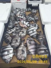 [제주 깊은바당호] 6월 6일 돌돔 조황입니다