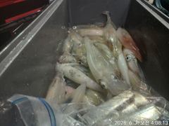 대포 왕한치 엄청난 너울속에 ᆢ전원 70~ 20수. 전원손맛 ᆢ 내일부터 예약가능  사진