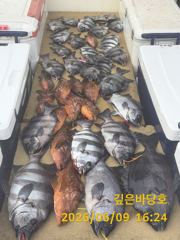 [제주 깊은바당호] 6월 9일 돌돔 조황입니다