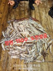 한치 쏟아집니다     장원이150수로 쏟아지고 있습니다   일요일6자리여유   오징어도 많이 나옵니다   쿨러가득 채우러 가실분들 미리미리 연락주세요.  잘 나올때 가봅시다  사진