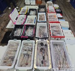 <여수 청홍낚시>나이키호 여수 한치 낚시.초저녁 대박 분위기!결과는..? 사진
